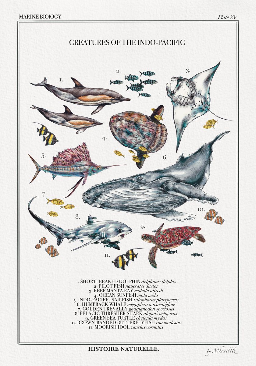 CREATURES OF THE INDO-PACIFIC